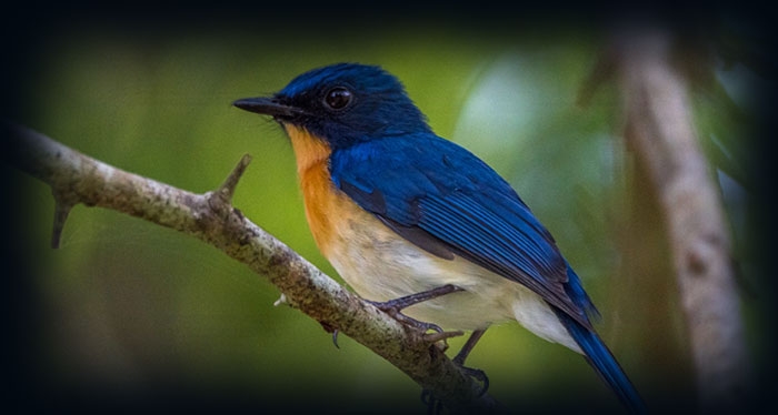 Tickell's Blue Flycatcher